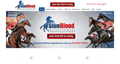 Desktop Screenshot of bluebloodthoroughbreds.com.au